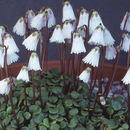 صورة Soldanella minima Hoppe