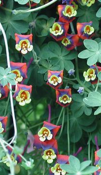 Image of Bolivian Nasturtium