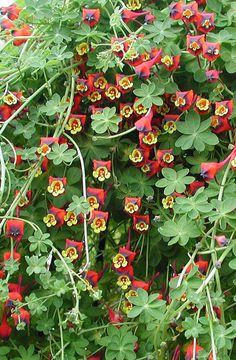 Image of Bolivian Nasturtium