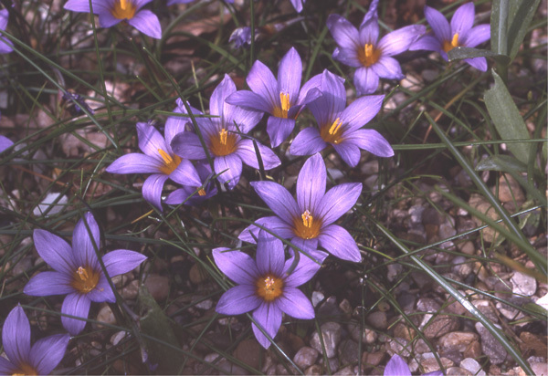 Image of Romulea requienii Parl.