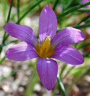 Image of Romulea requienii Parl.