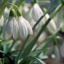 Image of Snowdrop