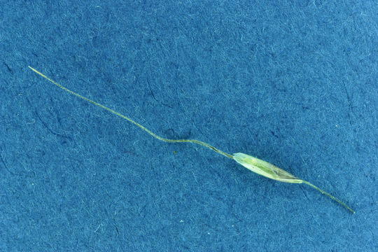 Image of Letterman's needlegrass