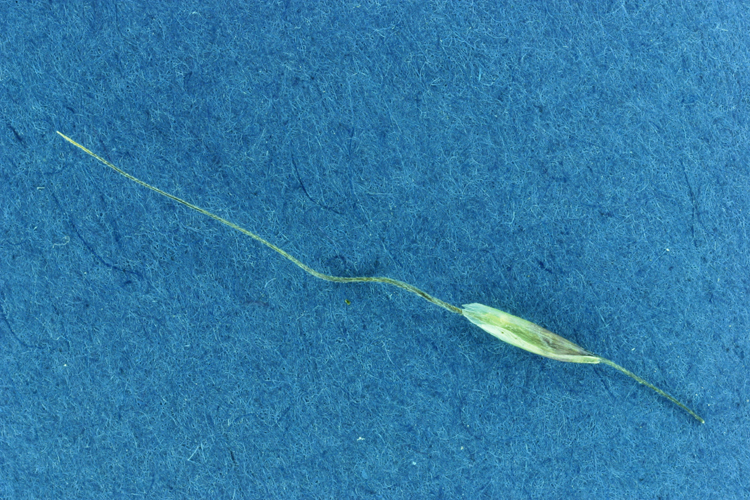 Image of Letterman's needlegrass