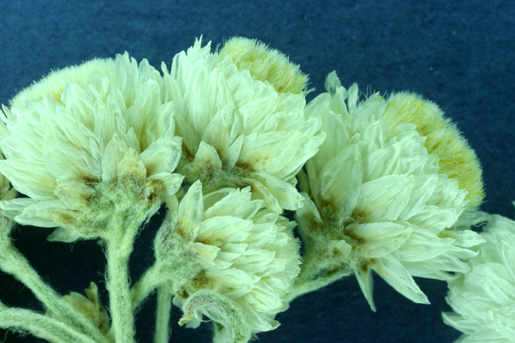 Image of Pearly Everlasting