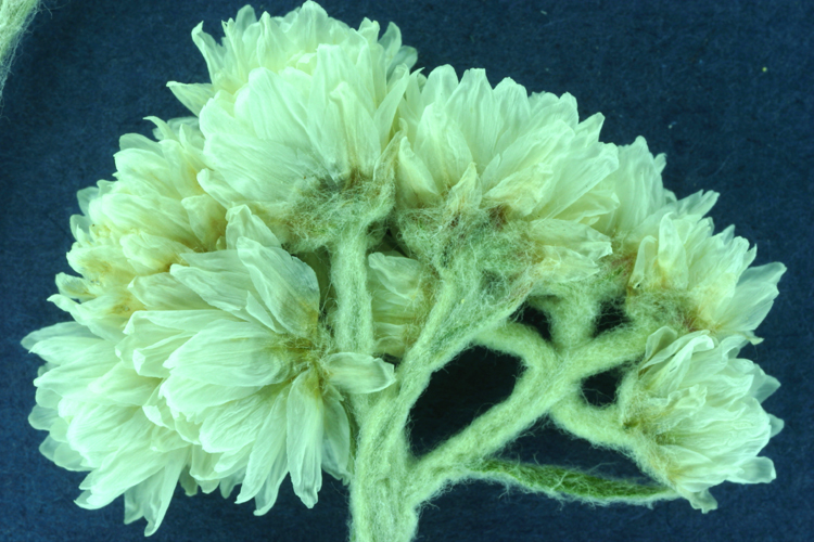 Image of Pearly Everlasting