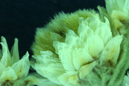 Image of Pearly Everlasting