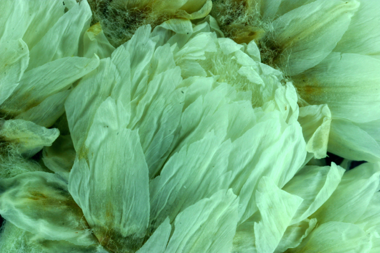 Image of Pearly Everlasting