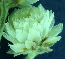 Image of Pearly Everlasting