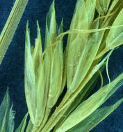 Image of Narrow False Oat