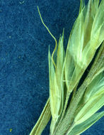 Image of Narrow False Oat