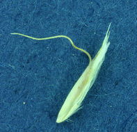 Image of Narrow False Oat