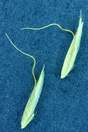 Image of Narrow False Oat