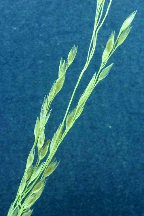 Image de Agrostis humilis Vasey