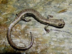 Image of Fairview Slender Salamander