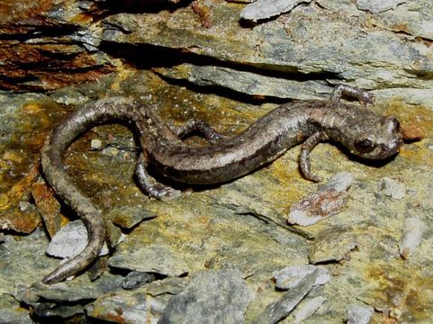 Image of Fairview Slender Salamander