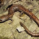 Image of Tehachapi Slender Salamander