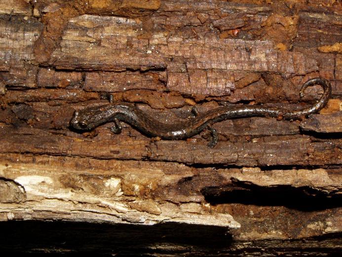 Image of Kern Canyon Slender Salamander