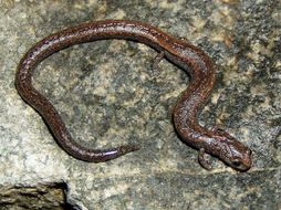 Image of Gregarious Slender Salamander