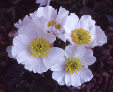 Image of Ranunculus parnassifolius L.