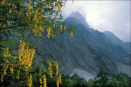 高山金链花的圖片