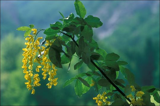 Image of Alpine Laburnum