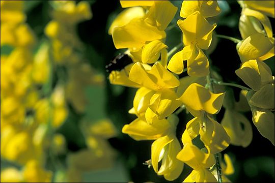 Image of Alpine Laburnum