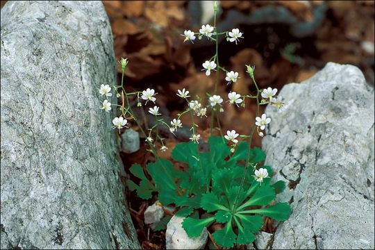 Image de Saxifraga cuneifolia L.