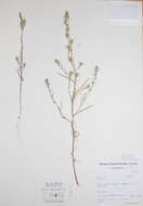 Image of bugseed