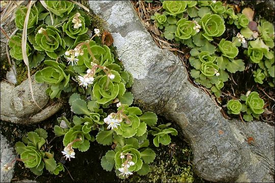 Image of Saxifraga cuneifolia L.