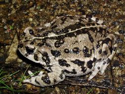 Image of western toad