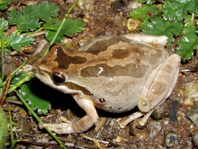 Image of Northern Pacific Treefrog