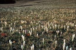 Image of <i>Crocus vernus</i> ssp. <i>albiflorus</i>