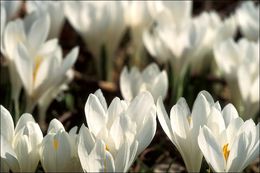 Image of <i>Crocus vernus</i> ssp. <i>albiflorus</i>