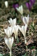 Image of <i>Crocus vernus</i> ssp. <i>albiflorus</i>