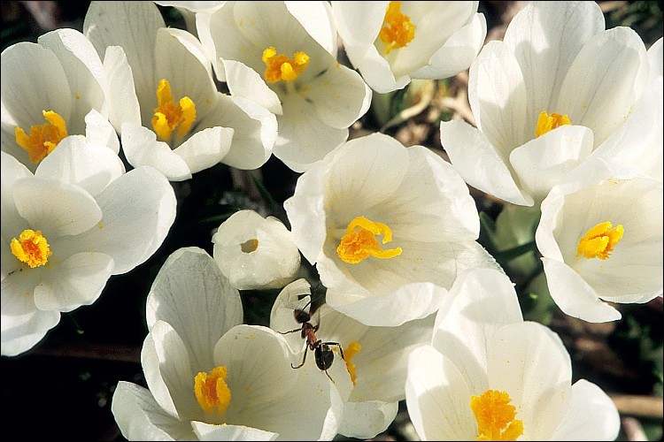 Image of <i>Crocus vernus</i> ssp. <i>albiflorus</i>