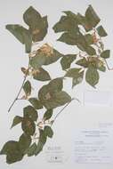Image of honeysuckle family