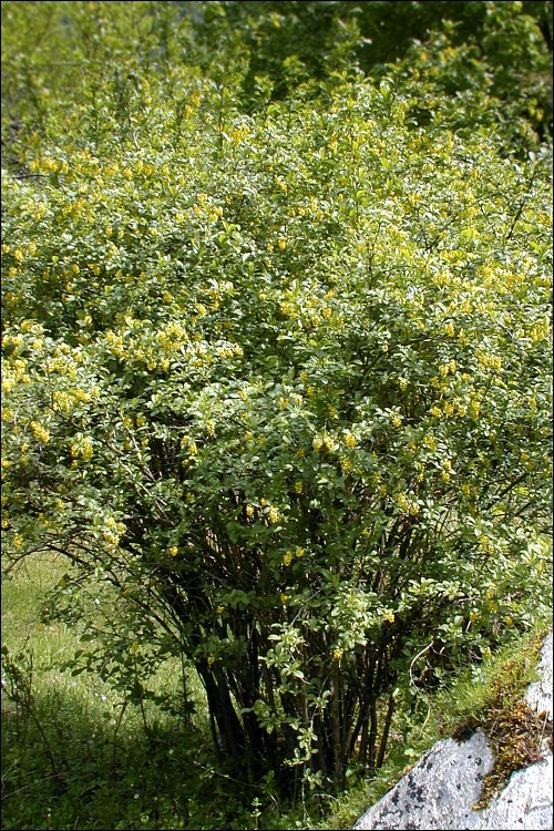 Plancia ëd Berberis vulgaris L.