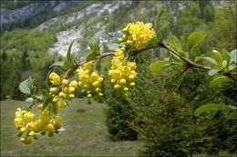 Image of Common Barberry