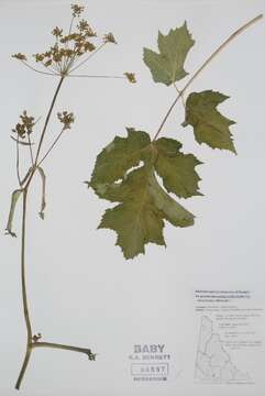 Imagem de Heracleum