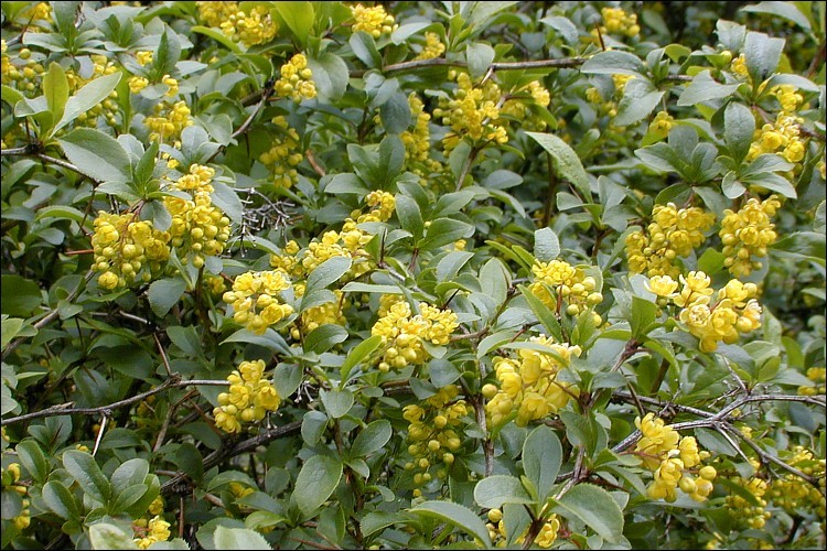 Image of Common Barberry