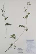 Image of meadow-rue