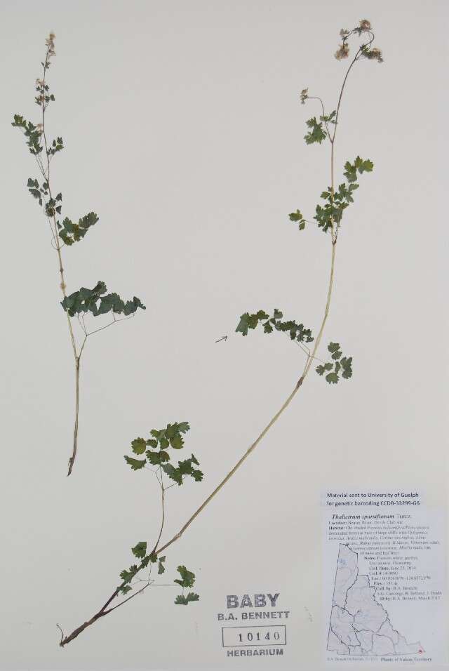 Image of meadow-rue