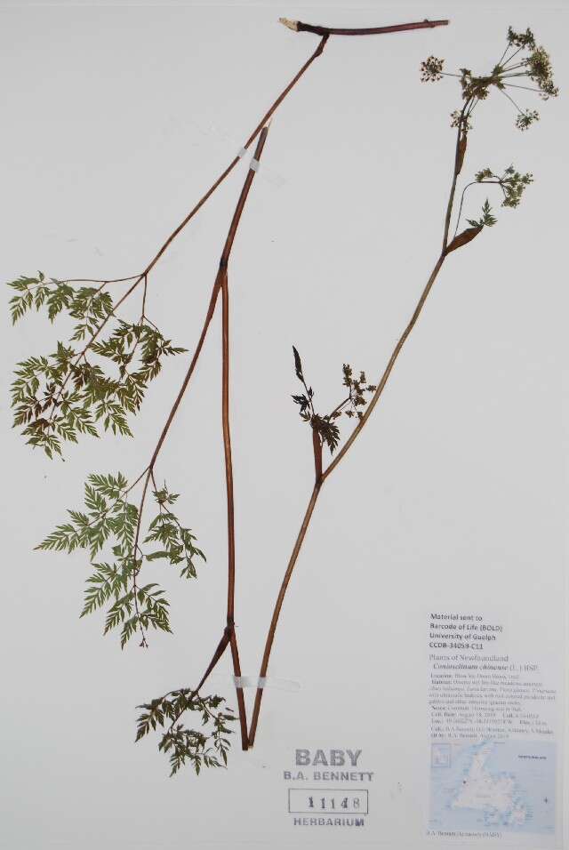 Image of hemlockparsley