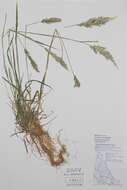 Image of oatgrass