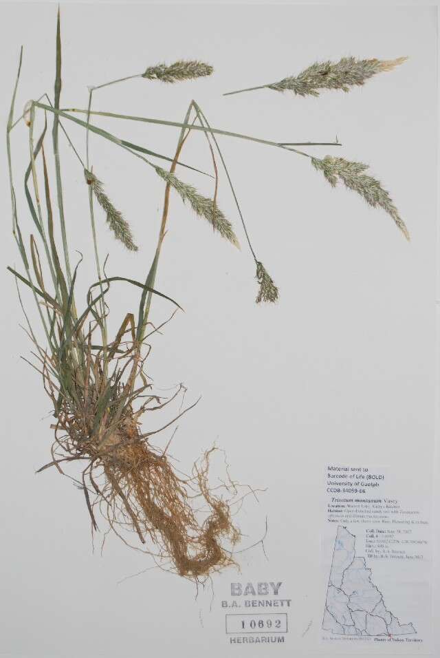 Image of oatgrass