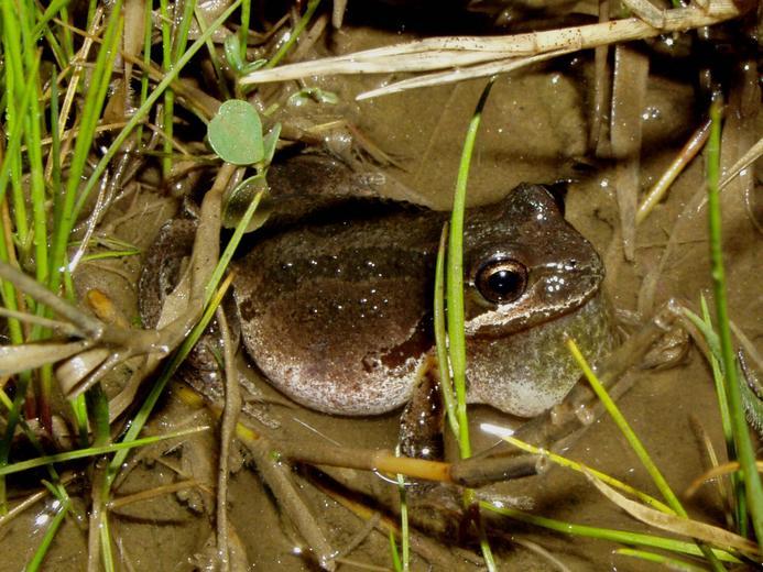 Imagem de Pseudacris regilla (Baird & Girard 1852)