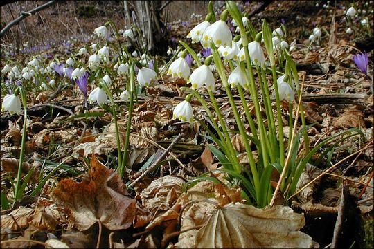 Слика од Leucojum vernum L.