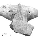 Image of <i>Stygiochelys estesi</i>