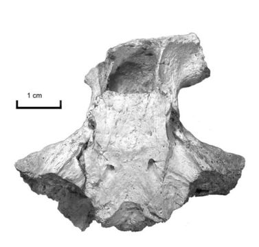 Plancia ëd <i>Stygiochelys estesi</i>